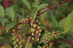 Pokeweed